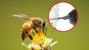 Żądło pszczoły pod mikroskopem. Natura zaskoczyła inżynierów