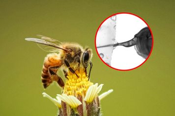Żądło pszczoły pod mikroskopem. Natura zaskoczyła inżynierów