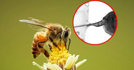 Żądło pszczoły pod mikroskopem. Natura zaskoczyła inżynierów