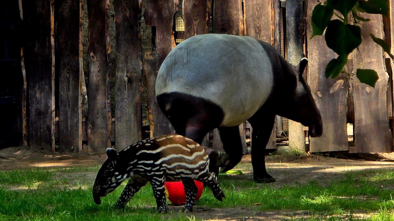 Mały tapir malajski z mamą