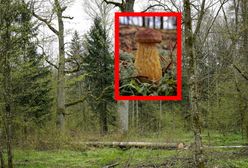 Nietypowe zjawisko w polskim lesie. Grzybiarze przecierają oczy