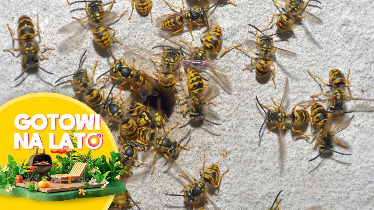 Jak pozbyć się os?