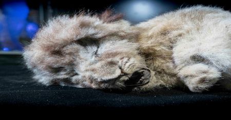 Lwy jaskiniowe nie są przodkami współczesnych. Odkrycie naukowców rzuca nowe światło