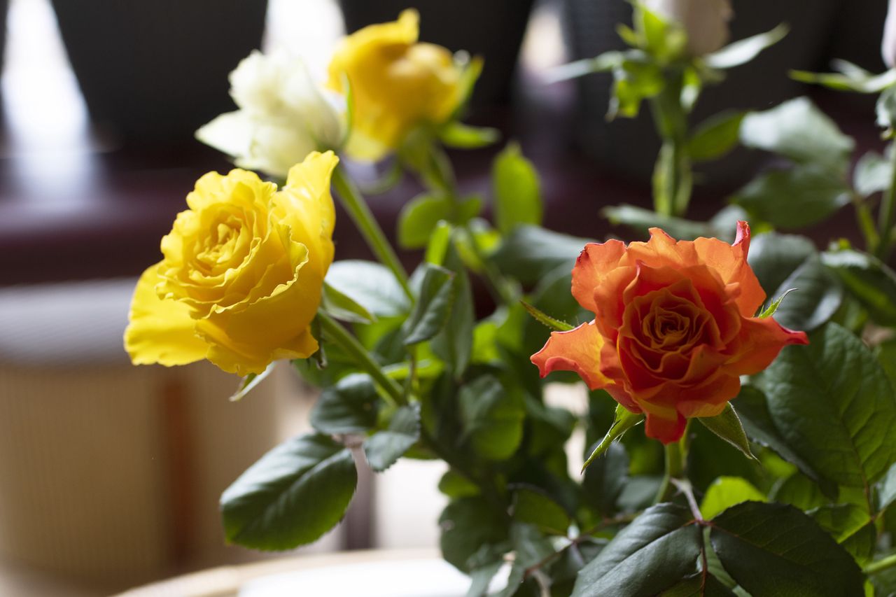 Dodaj do wazonu. Róże dłużej będą świeże