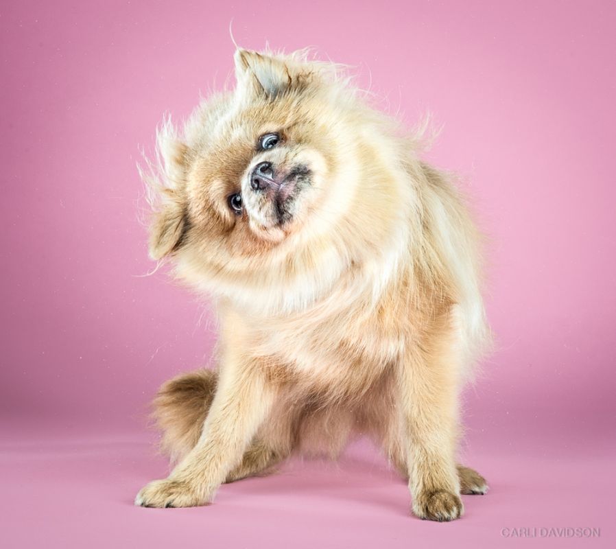 Shake Puppies - zakręcone szczeniaki Carli Davidson 9