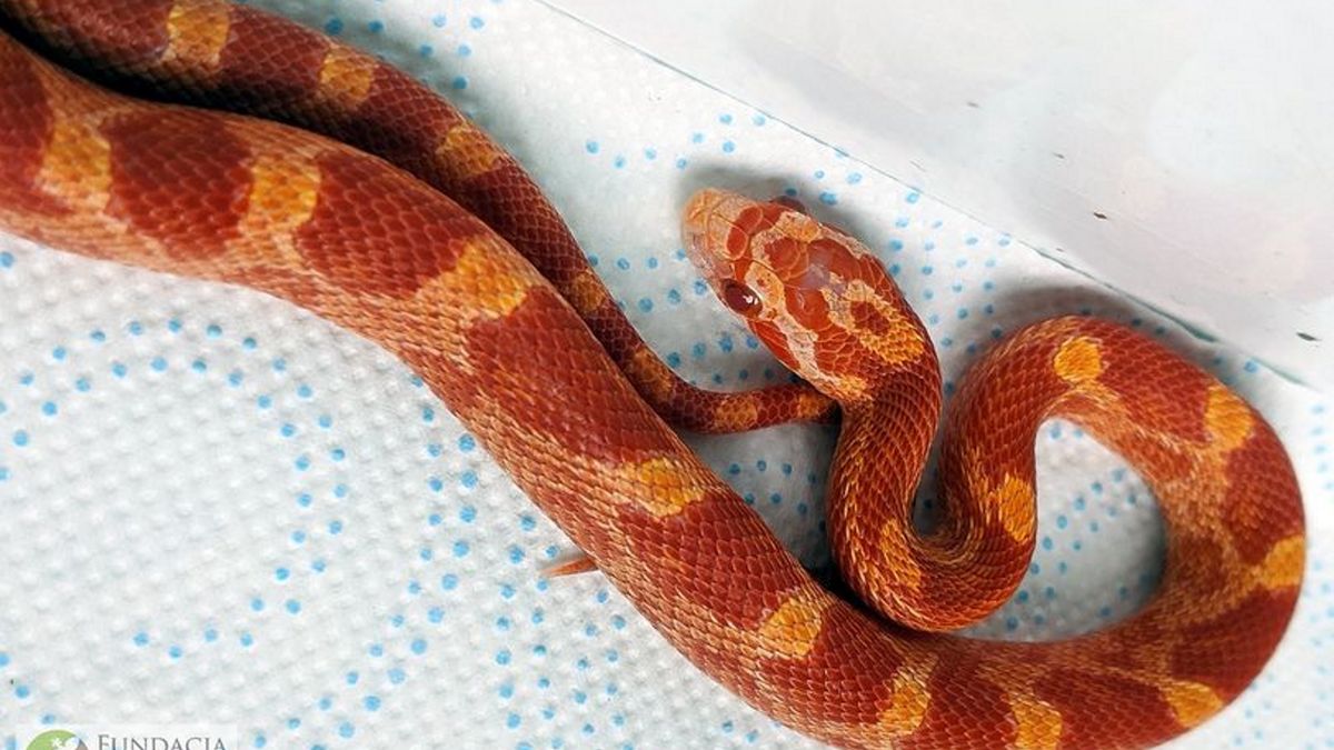 W jednym z mieszkań w Świdniku domownicy znaleźli węża. 