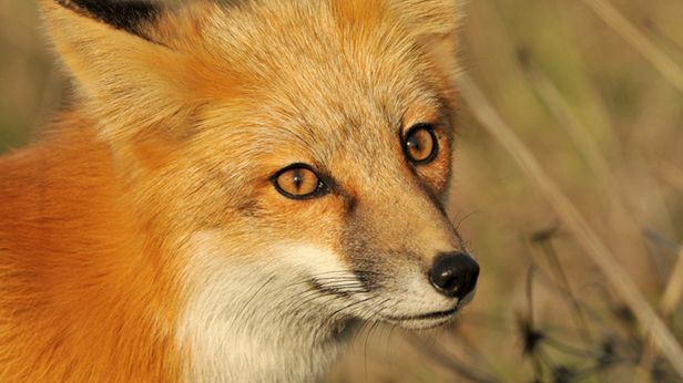 Pobierz Firefoksa 6 przed oficjalnym wydaniem. Jak to zrobić? 1