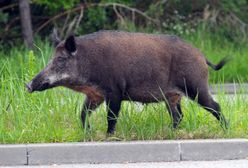 Wrocław. Dzik wtargnął do domu. Kobieta ma liczne obrażenia