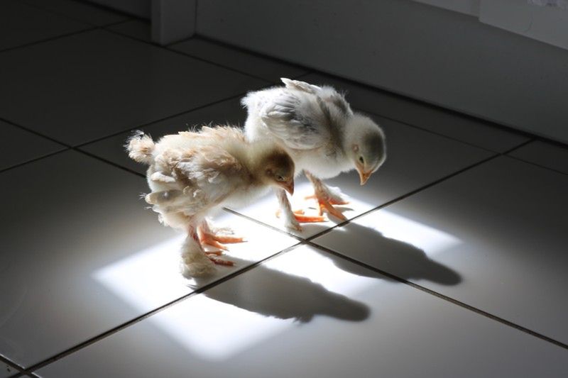 Najzabawniejsze zdjęcia zwierzaków domowych w konkursie Comedy Pet Photo Awards 2021 11