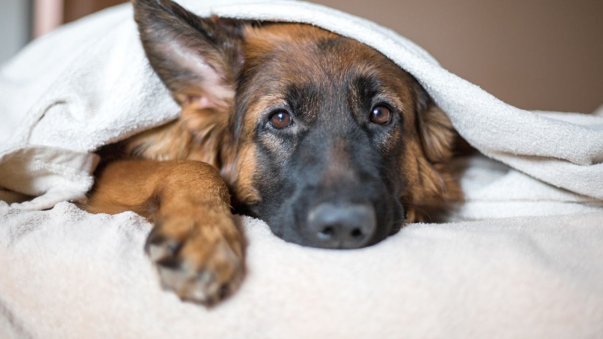Pies śpi z tobą pod kołdrą? Musisz wiedzieć, że to niebezpieczne