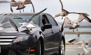 Atakowały dzieci podczas wielkanocnej zabawy. Miasto wypowiada wojnę mewom