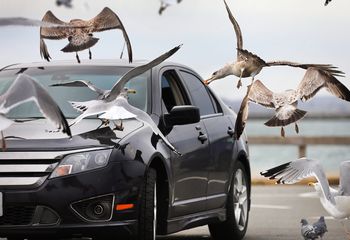 Atakowały dzieci podczas wielkanocnej zabawy. Miasto wypowiada wojnę mewom