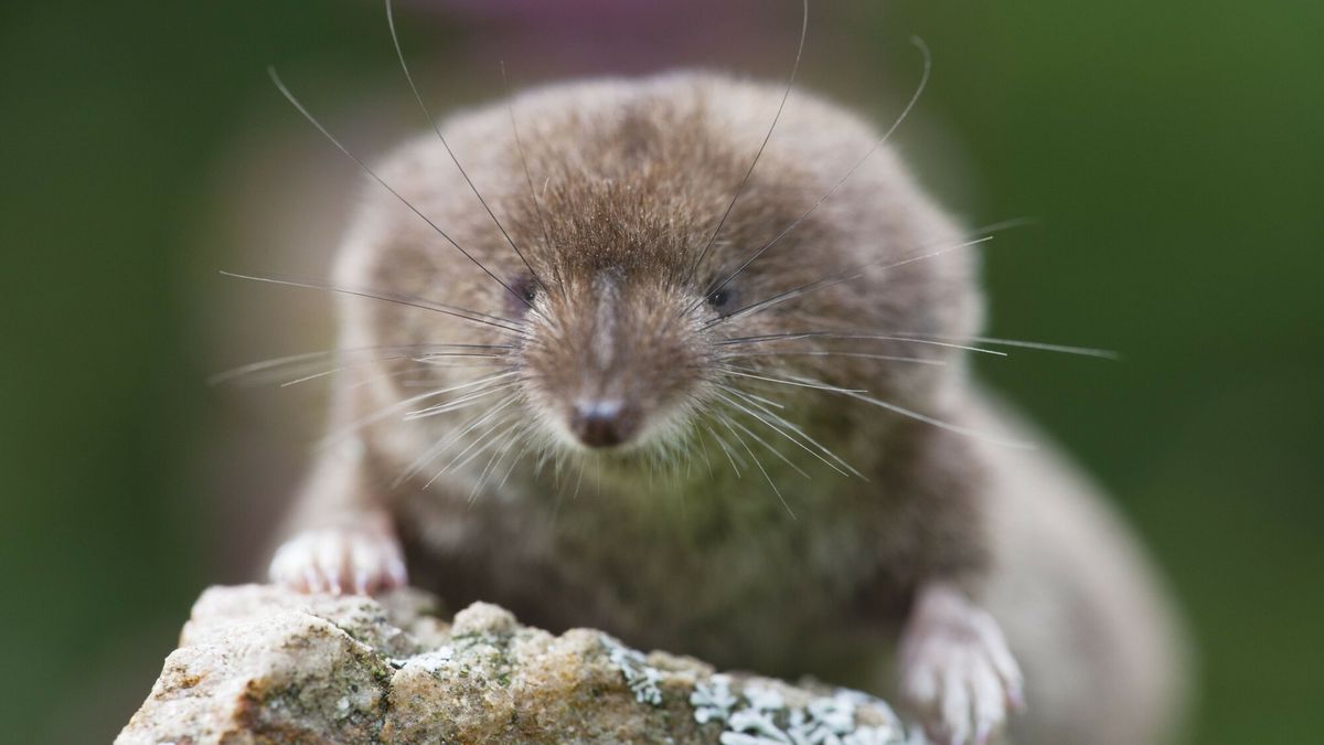 Mary Evans - Ardea HD Sept 2013
Common Shrew - on stone in garden (Sorex araneus)
Duncan Usher / ardea.com