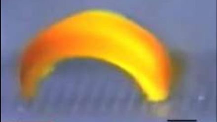 Chodzący żel od japońskich naukowców (wideo) 1