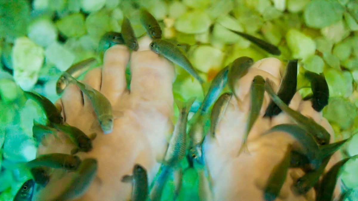 Straciła paznokcie przez rybny pedicure 