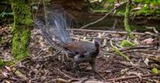 Australia. W zoo rozległ się dramatyczny dźwięk. "Myślałem, że to szczęśliwe miejsce"