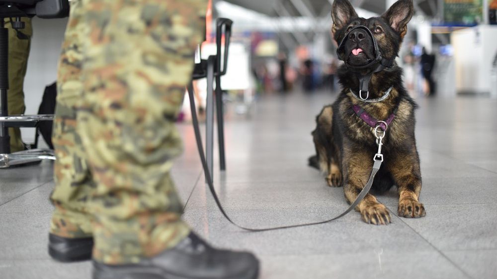 MSW proponuje wprowadzenie emerytury dla psów służbowych
