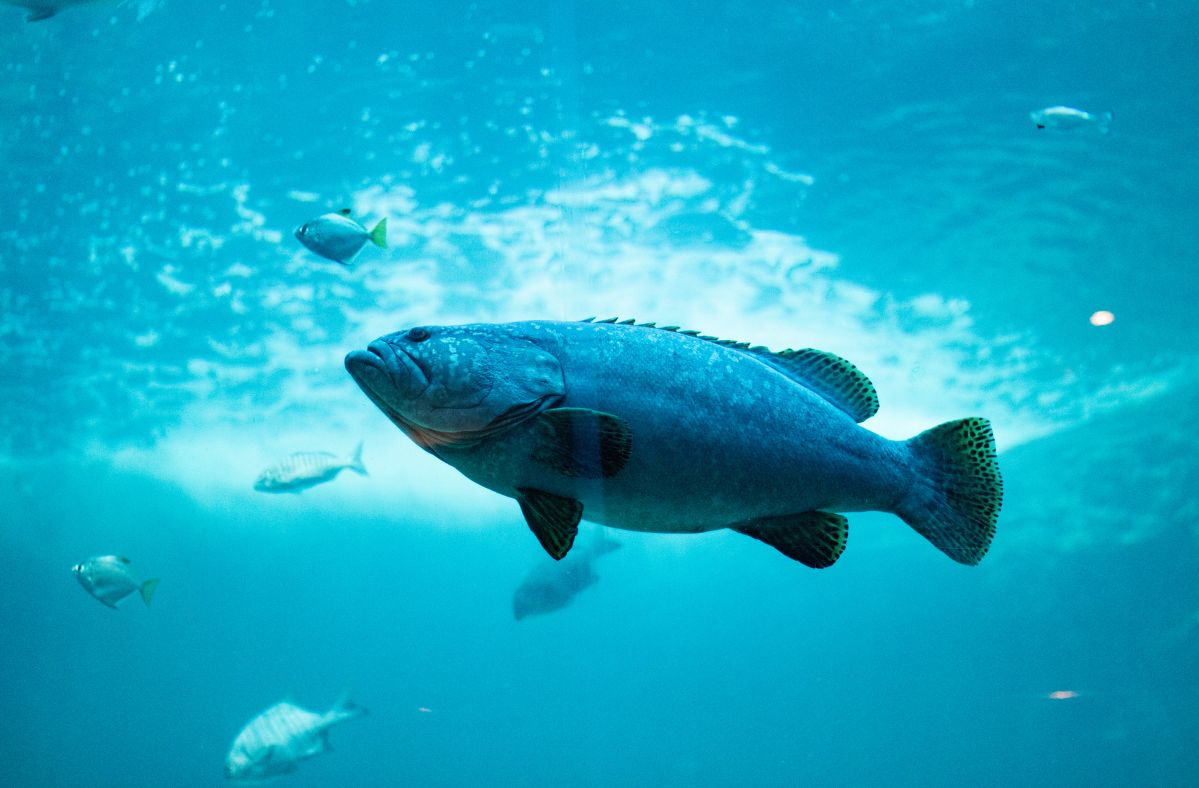 During the exhibition of military equipment, a robot-fish was presented.