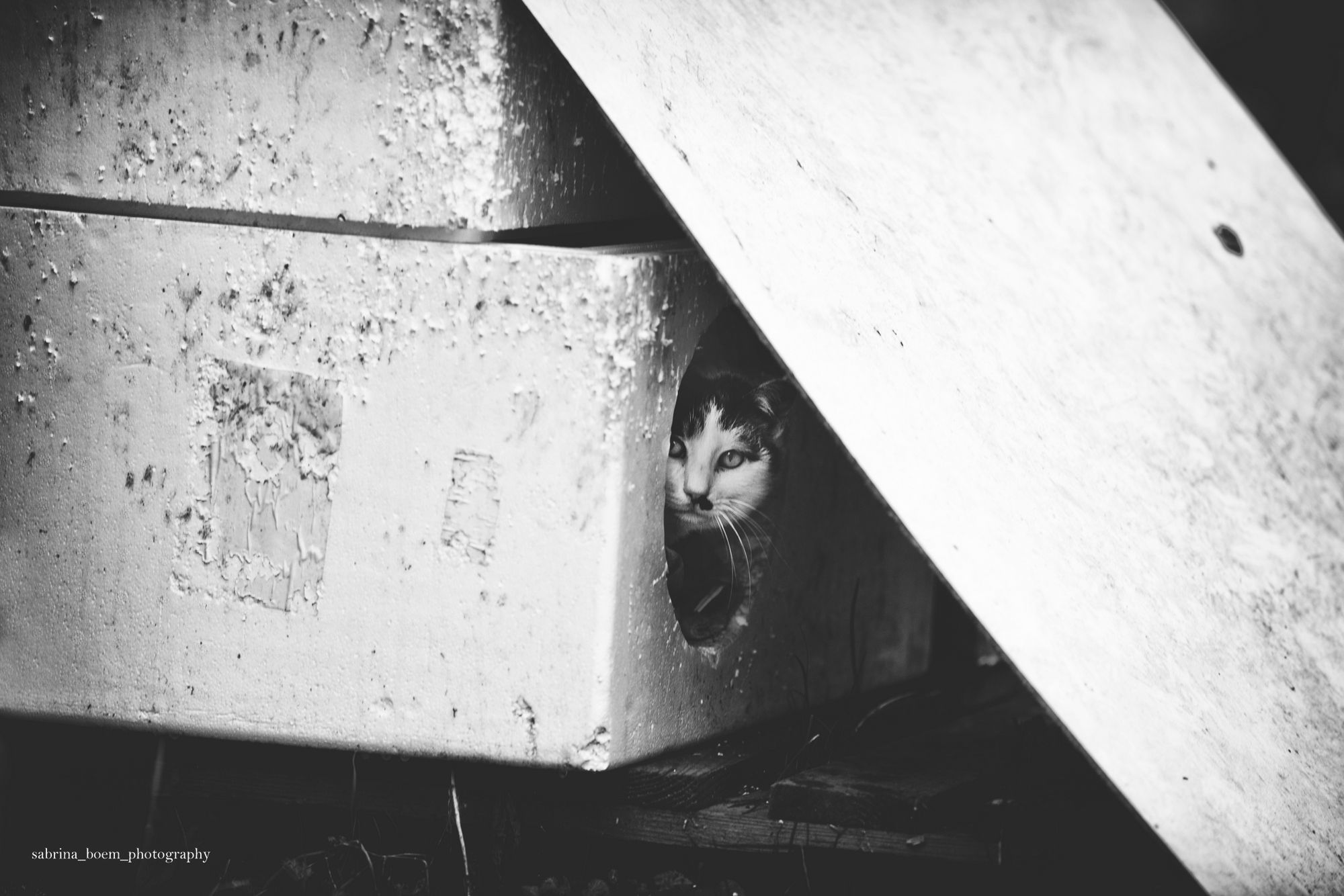 Sabrina Boem oddaje cześć bezdomnym i opuszczonym kotom w swoim projekcie fotograficznym 14