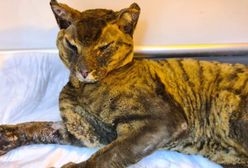 Legnica. Sadyści poszukiwani. Bestialsko podpalili żywego kota