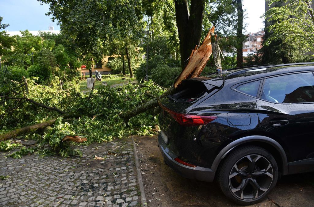 W Zagrzebiu powalonych zostało kilkadziesiąt drzew