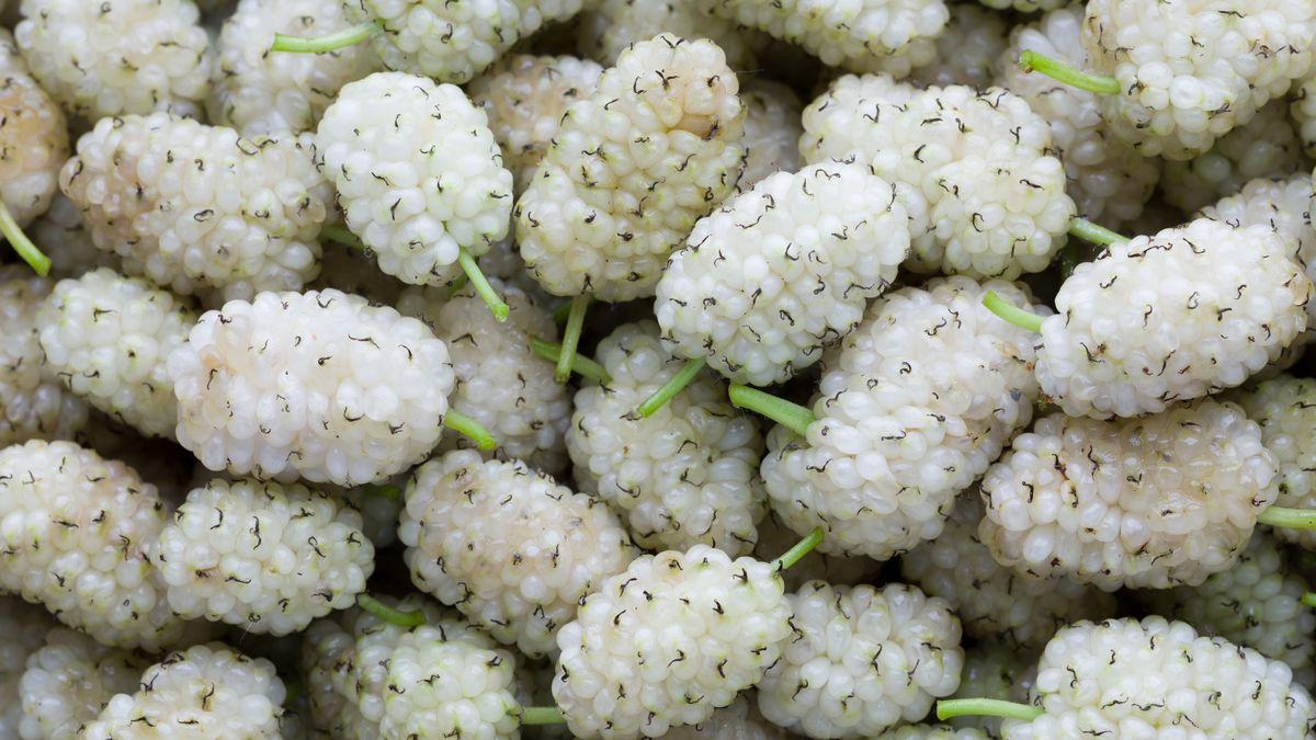 Biała morwa i jej właściwości