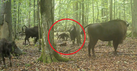 Żubr ma jednak naturalnych wrogów? Fotopułapka nagrała rzadką scenę