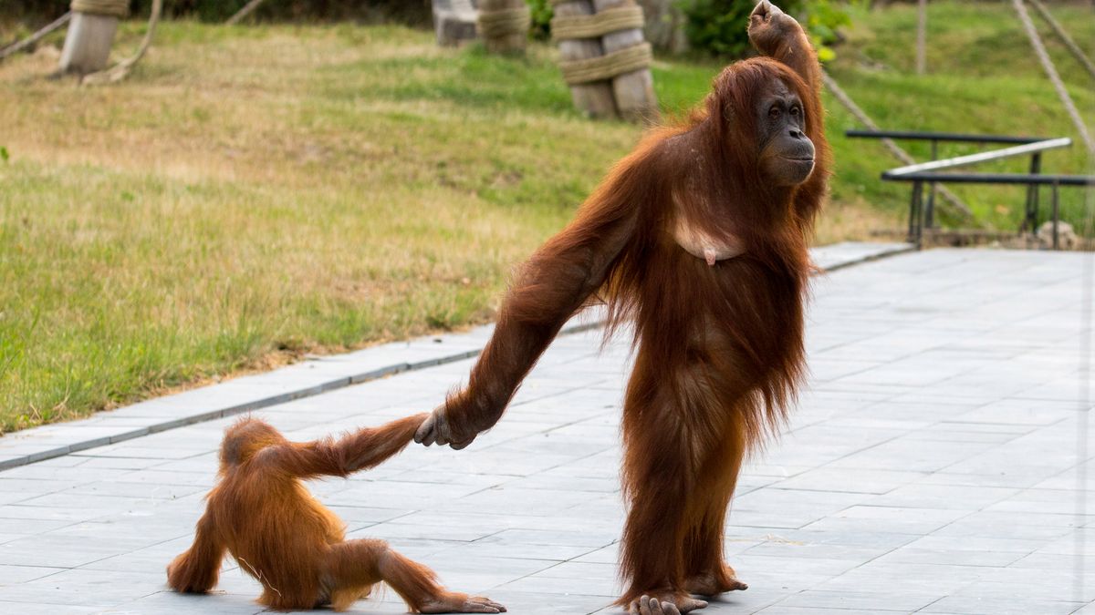 Mama orangutan ze swoim niesfornym dzieckiem. Zdjęcia bawią do łez 1