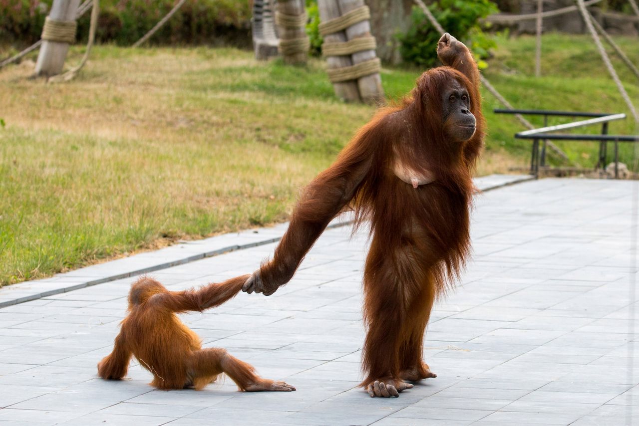 Mama orangutan ze swoim niesfornym dzieckiem. Zdjęcia bawią do łez