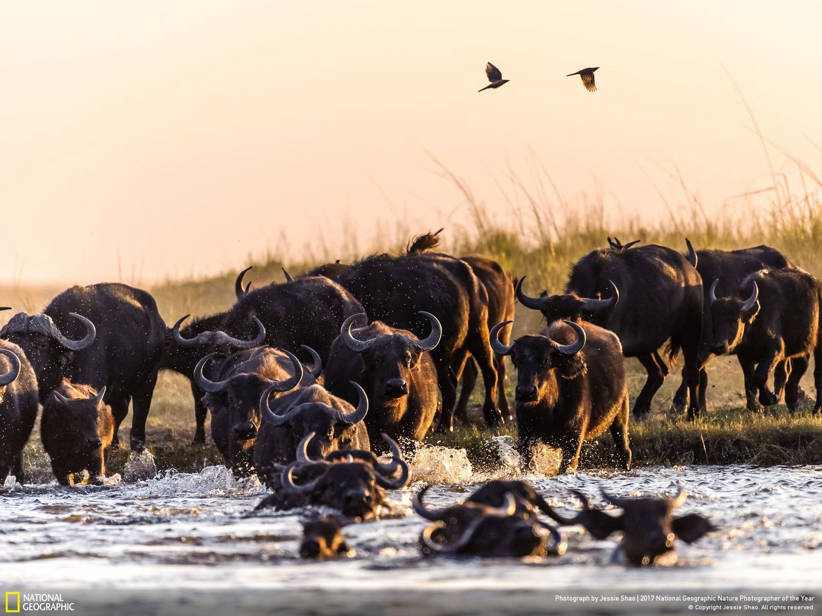 Poznaj najnowsze zgłoszone zdjęcia w konkursie Nat Geo Nature Photographer of the Year 2017 5