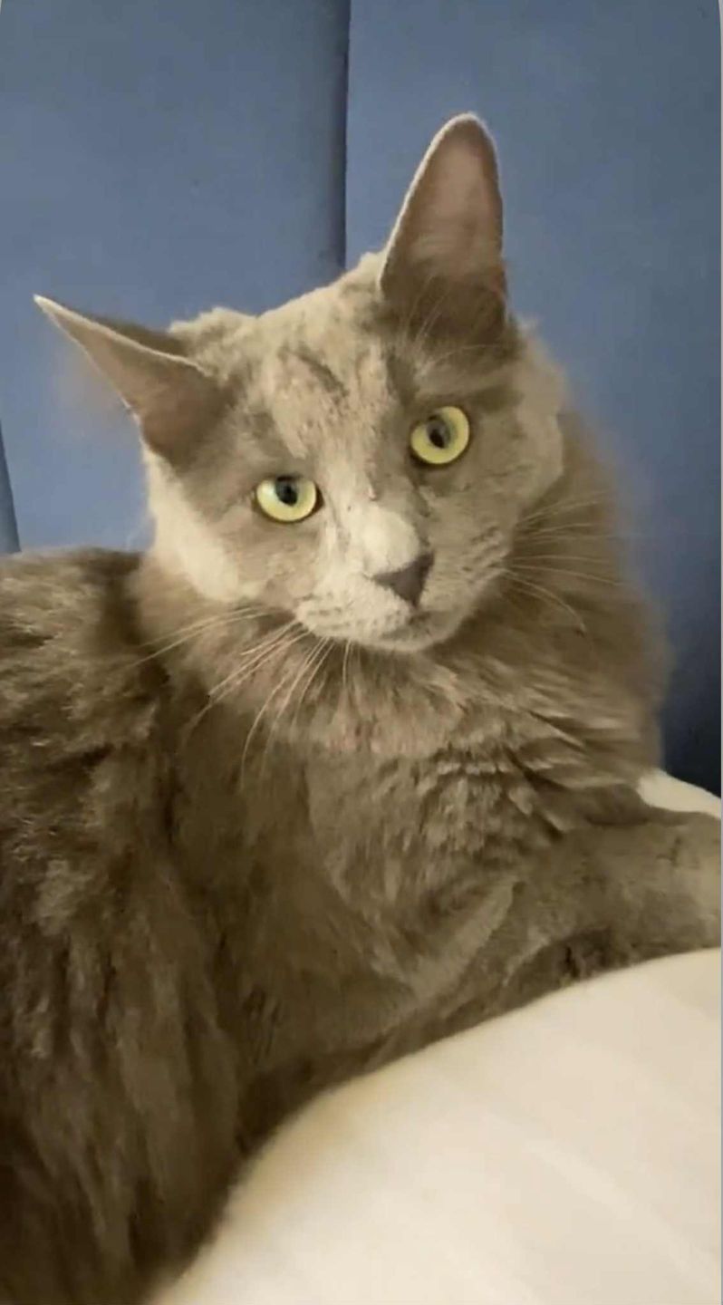 Karolina Gilon musiała oddać koty