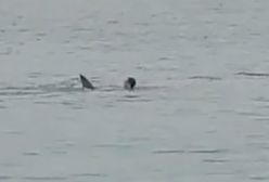 Co się stało w Egipcie? Ojciec Rosjanina zabiera głos po ataku rekina