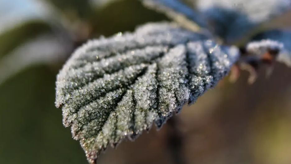 IMGW wydało ostrzeżenie ws. przymrozków.