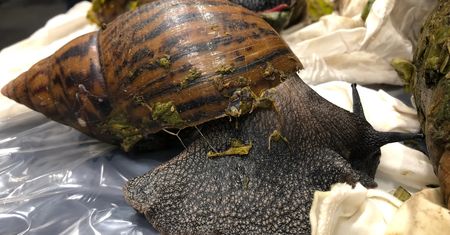 Ślimaki giganty znalezione w walizce na lotnisku