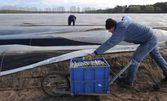 Po interwencji konsula pierwsi Polacy opuszczają farmę szparagów w Niemczech