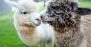 Na czym polega alpakoterapia? Komu mogą pomóc alpaki?