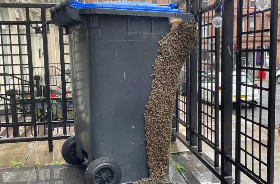 Pszczoły przed wejściem do baru