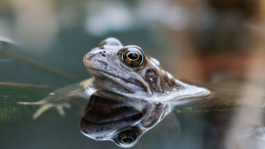 Unia Europejska  jest największym importerem żabich udek na świecie