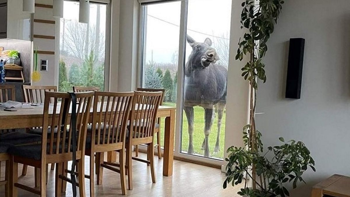 Łoś zajrzał przez okno