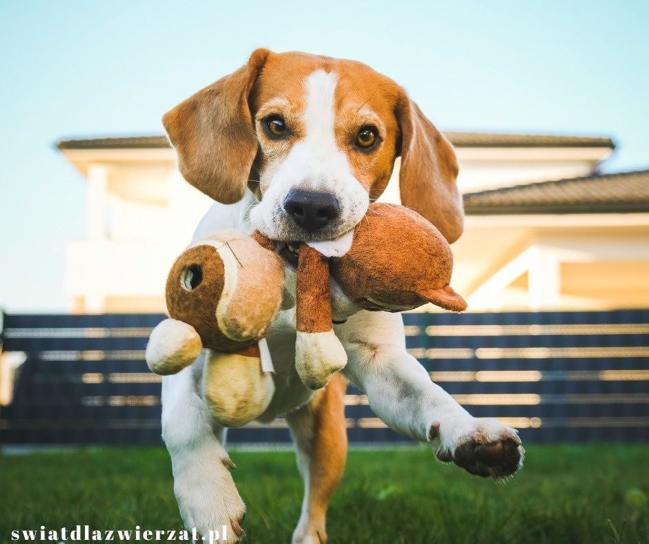 Beagle pies