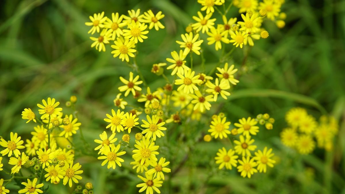 Słynna roślina z PRL-u. Ostrzegają przed nią Lasy Państwowe