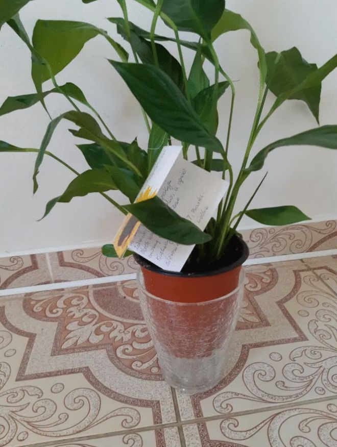 Skrzydłokwiat ze zbyt małą osłonką dostarczoną przez Pocztę Kwiatową