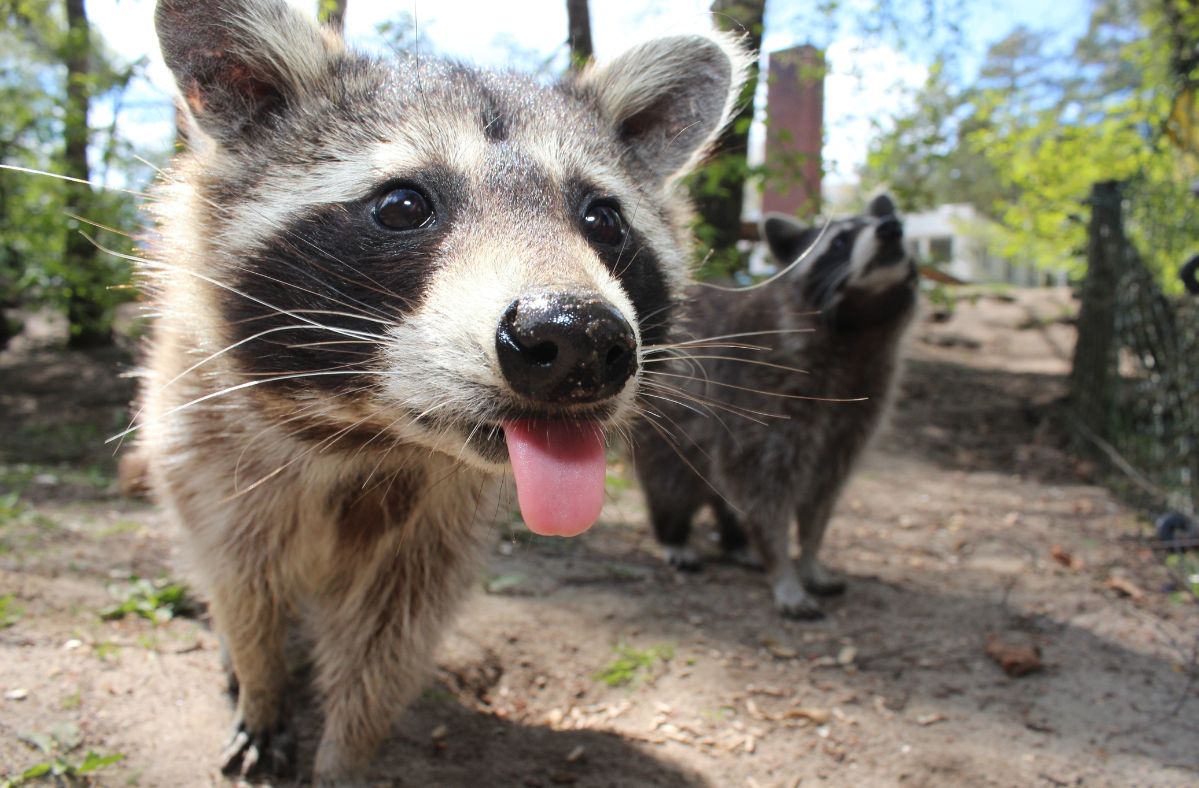 The capital of Japan is fighting a raccoon plague.