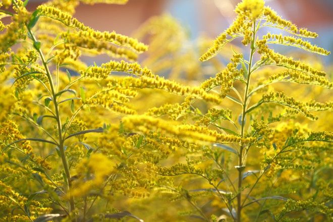 Te chwasty są lepsze od lekarstw.  Znajdziesz je za miastem