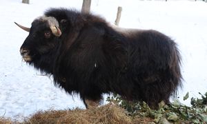 "Jedyny w Polsce". Zamieszkał na Pomorzu