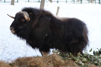 "Jedyny w Polsce". Zamieszkał na Pomorzu