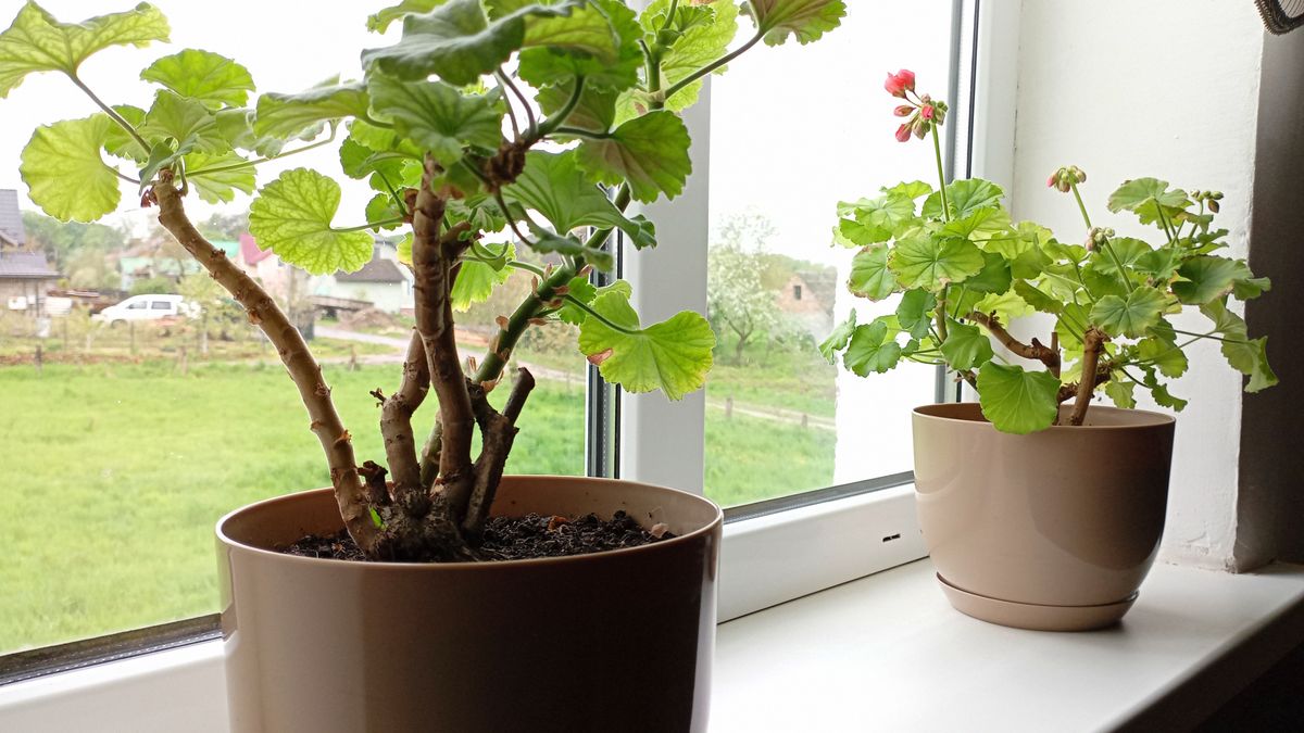 Kiedy schować pelargonie do domu?