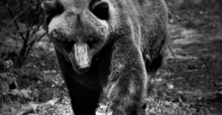 Dramat w poznańskim zoo. Pożegnano Pietkę