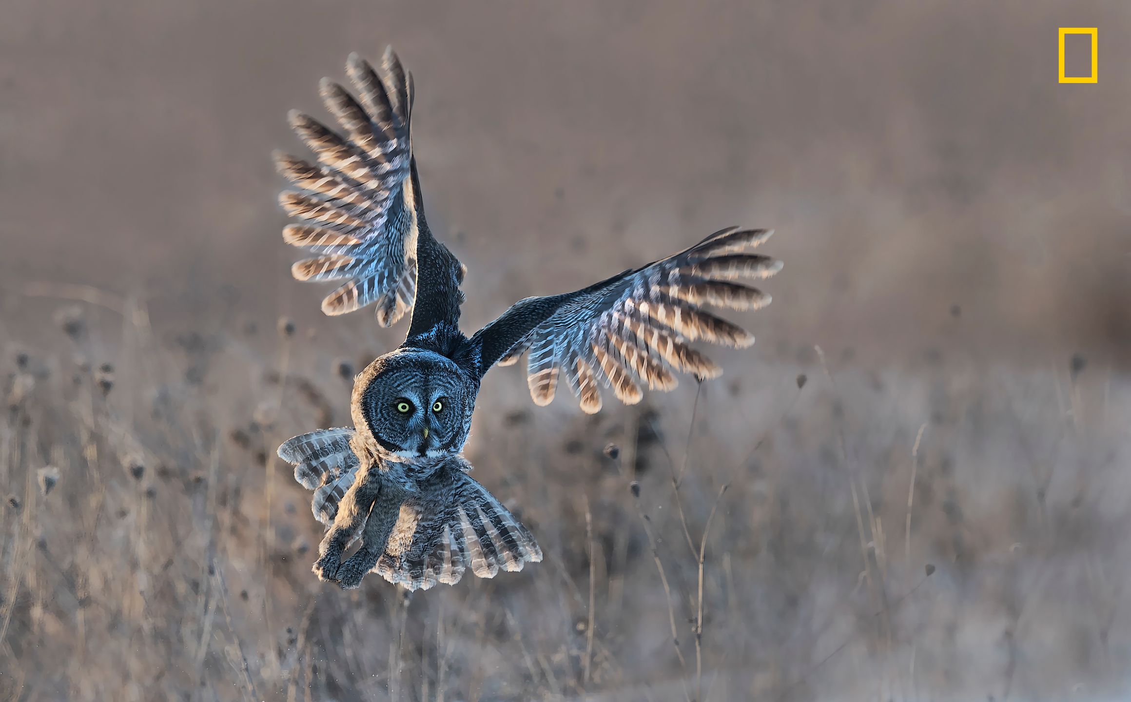Ruszył konkurs fotograficzny Nature Photographer of The Year 2017. Pierwsze zgłoszone zdjęcia pokazują klasę 12