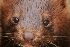 Koronawirus w Hiszpanii. Nakaz uboju prawie 93 tys. norek po wykryciu COVID-19